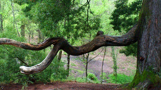 torcida representando el miedo